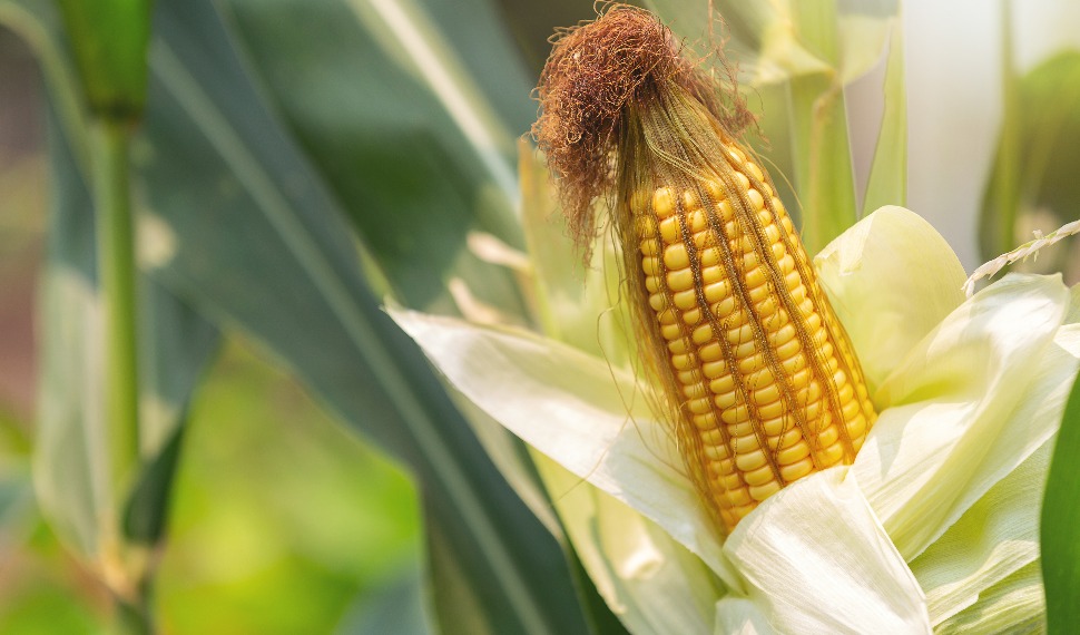 Sygenta Misir �r�nleri